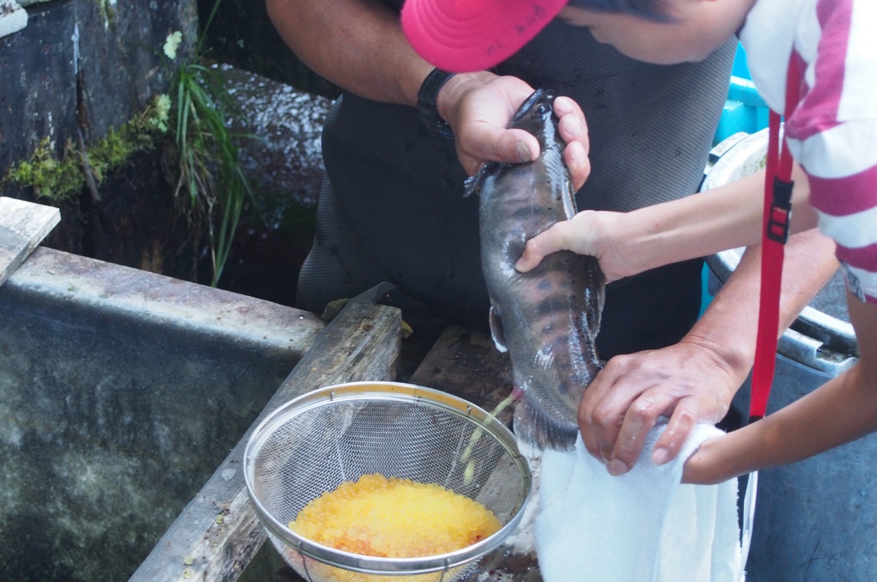 10月養魚場での卵絞り体験_1280.jpg